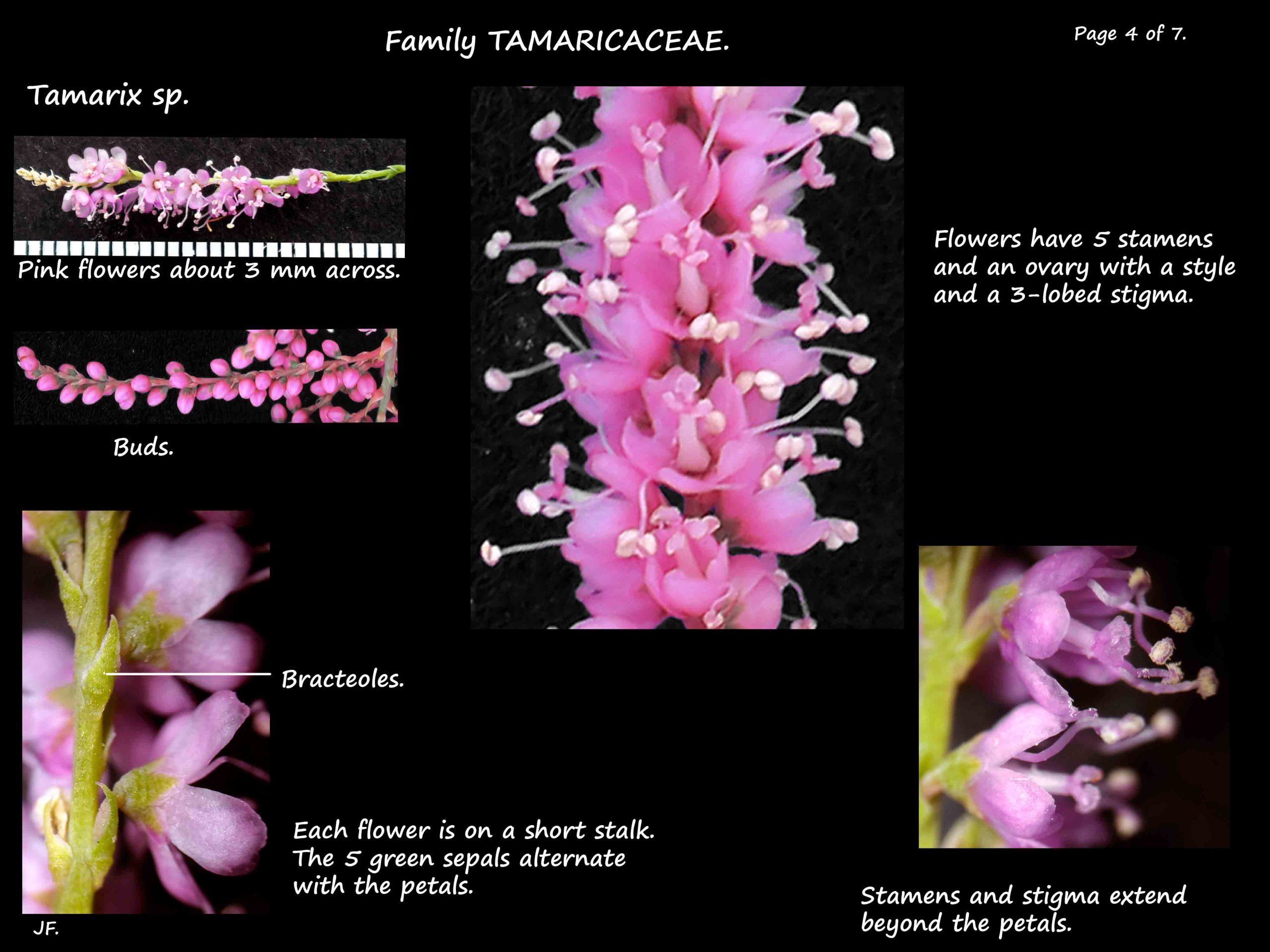 5 Tamarix flowers